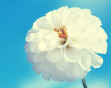 Fondo de pantalla White Flower 220x176