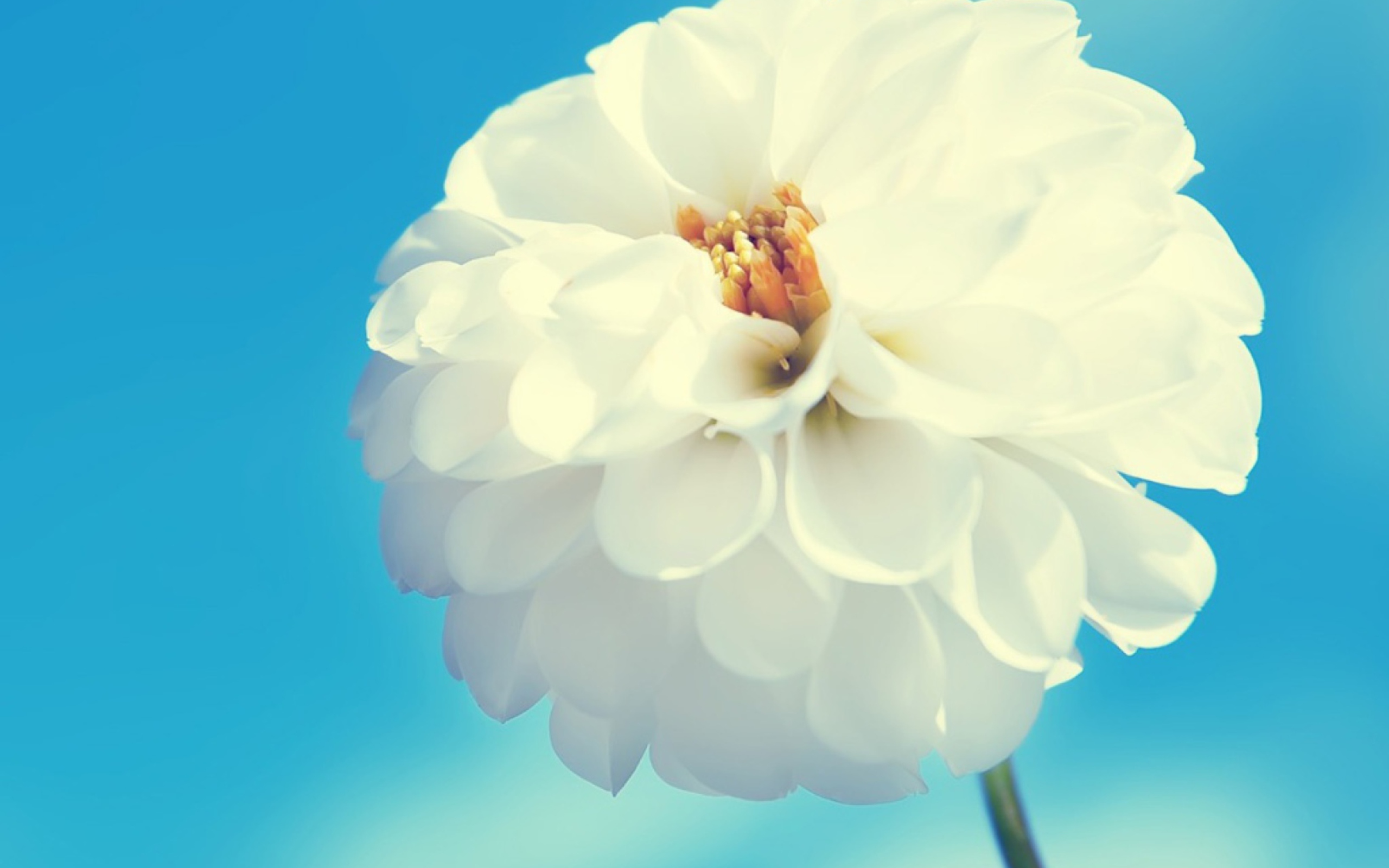 Screenshot №1 pro téma White Flower 2560x1600