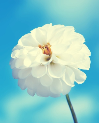 White Flower - Obrázkek zdarma pro 320x480
