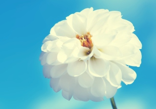 White Flower - Obrázkek zdarma pro Samsung Galaxy A3
