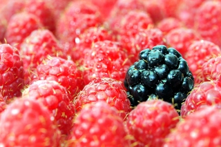 Raspberries - Obrázkek zdarma pro Samsung Galaxy Note 3
