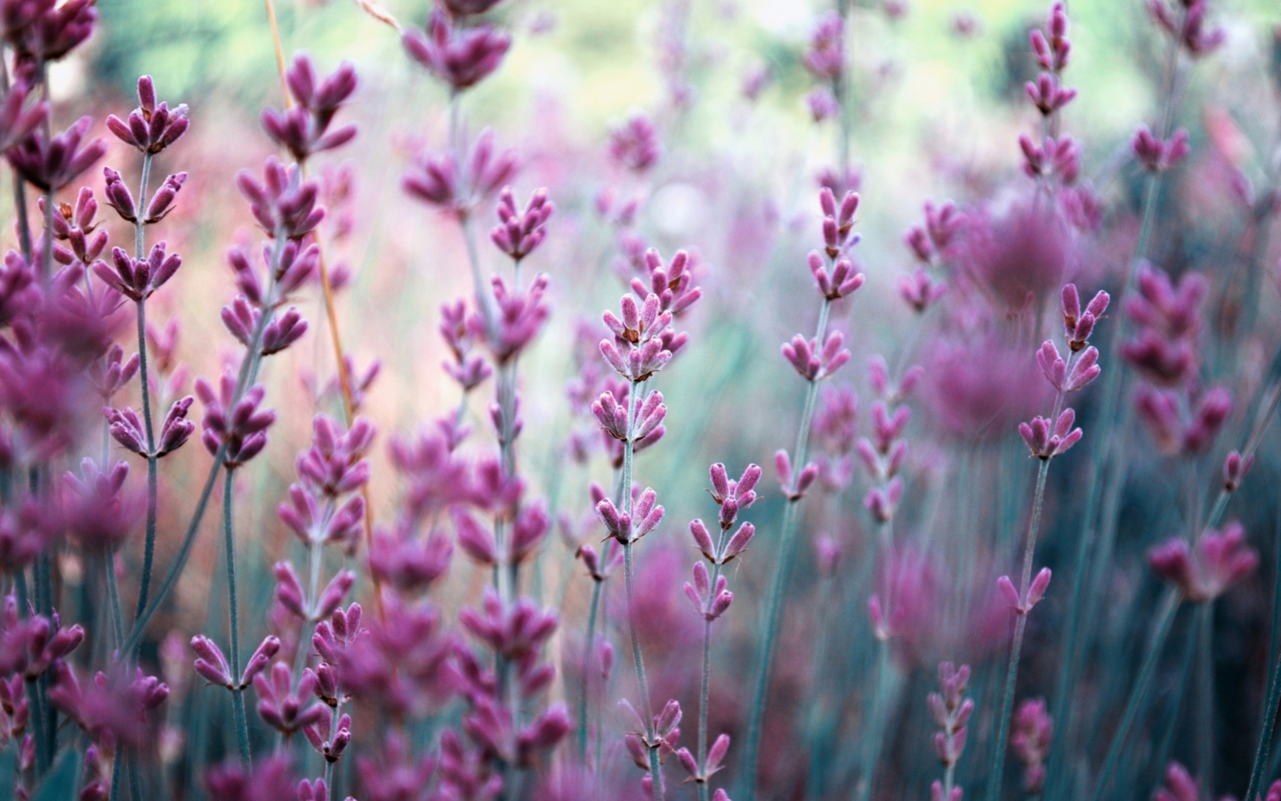 Screenshot №1 pro téma Lavender Field 1440x900