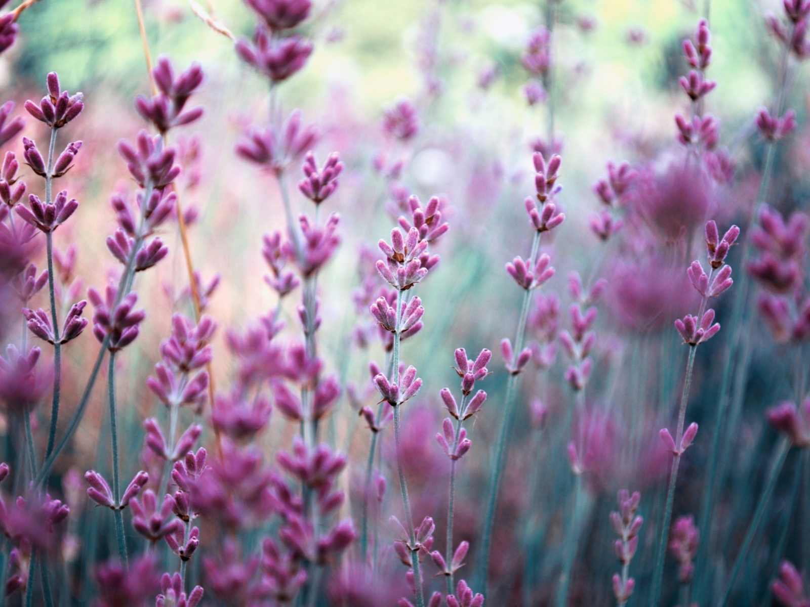 Screenshot №1 pro téma Lavender Field 1600x1200