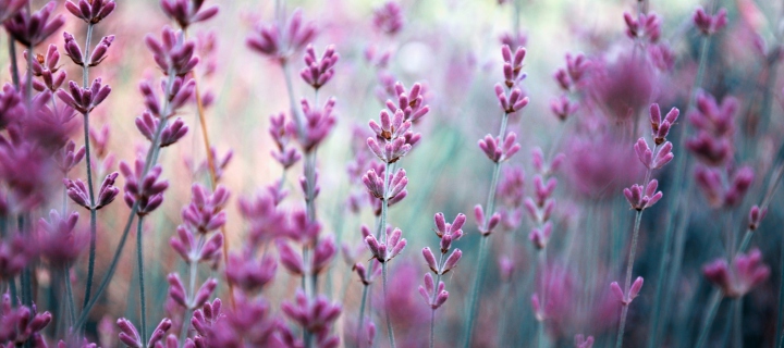 Lavender Field screenshot #1 720x320