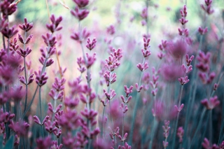 Lavender Field - Obrázkek zdarma pro 1024x600