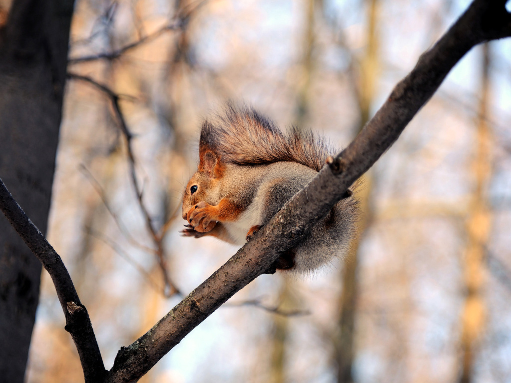Sfondi Squirrel with nut 1024x768