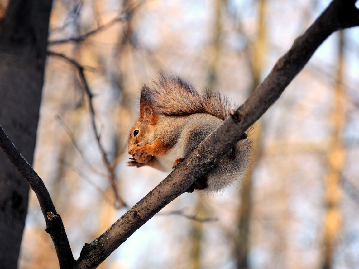 Sfondi Squirrel with nut 1152x864