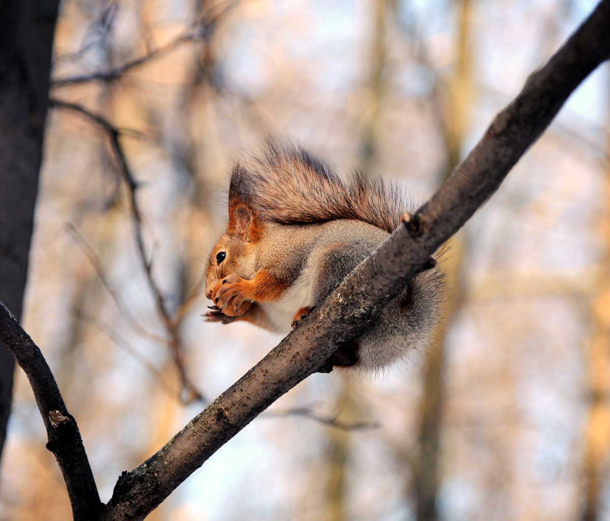 Squirrel with nut wallpaper 1200x1024