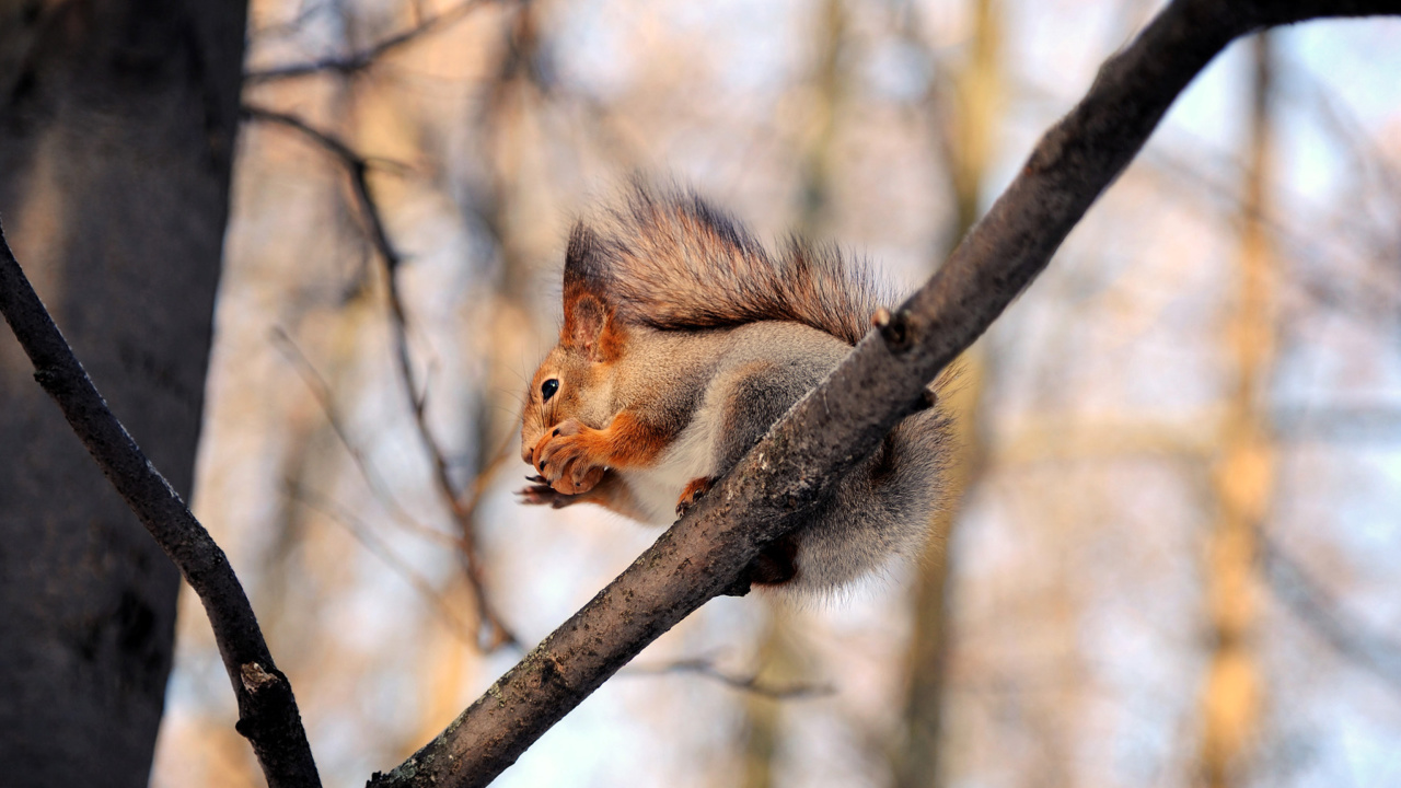 Squirrel with nut wallpaper 1280x720