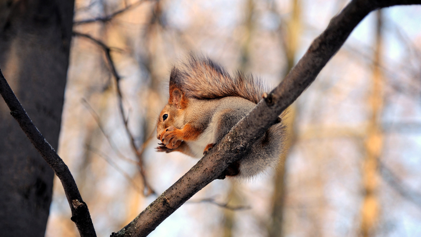 Sfondi Squirrel with nut 1366x768