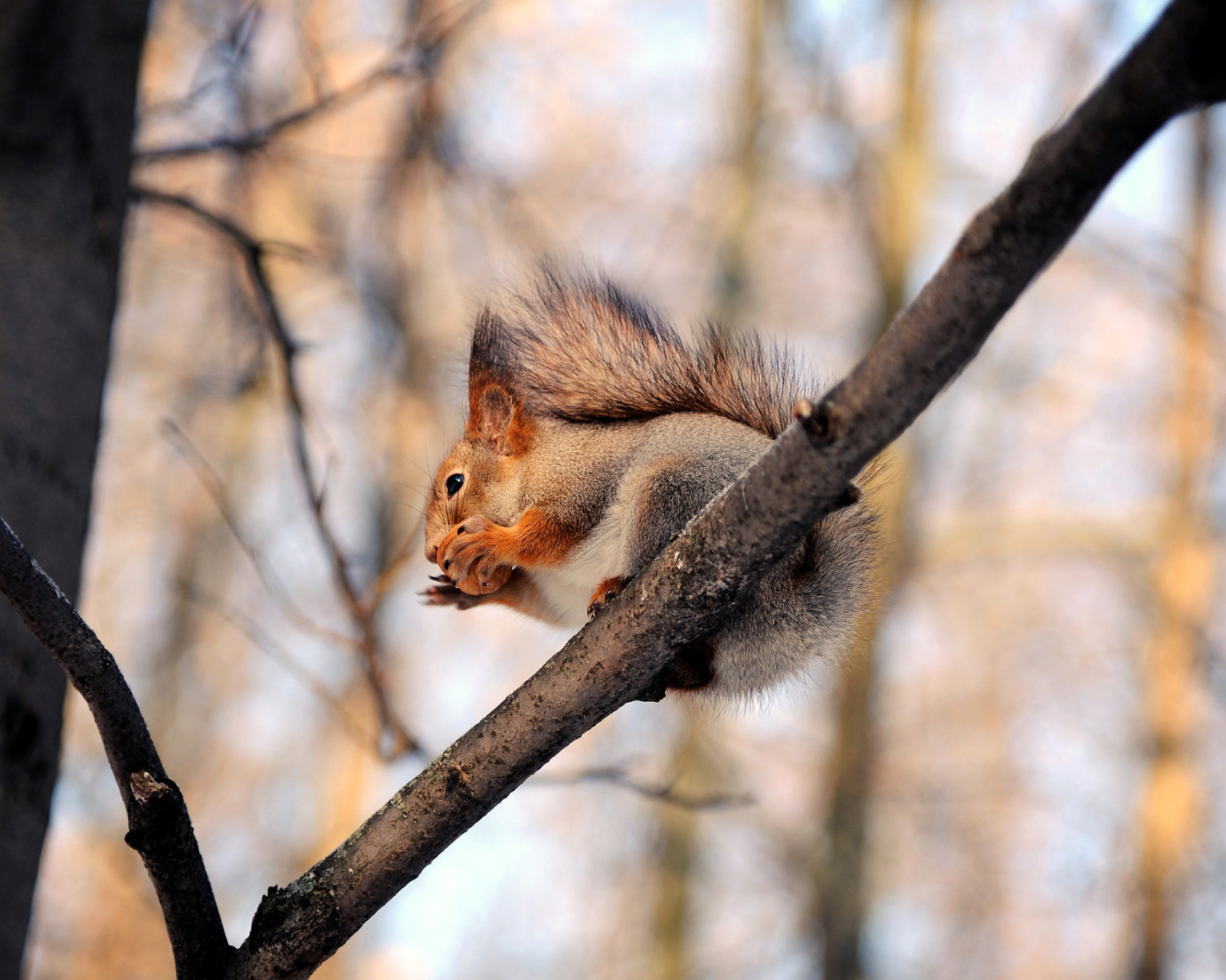 Обои Squirrel with nut 1600x1280