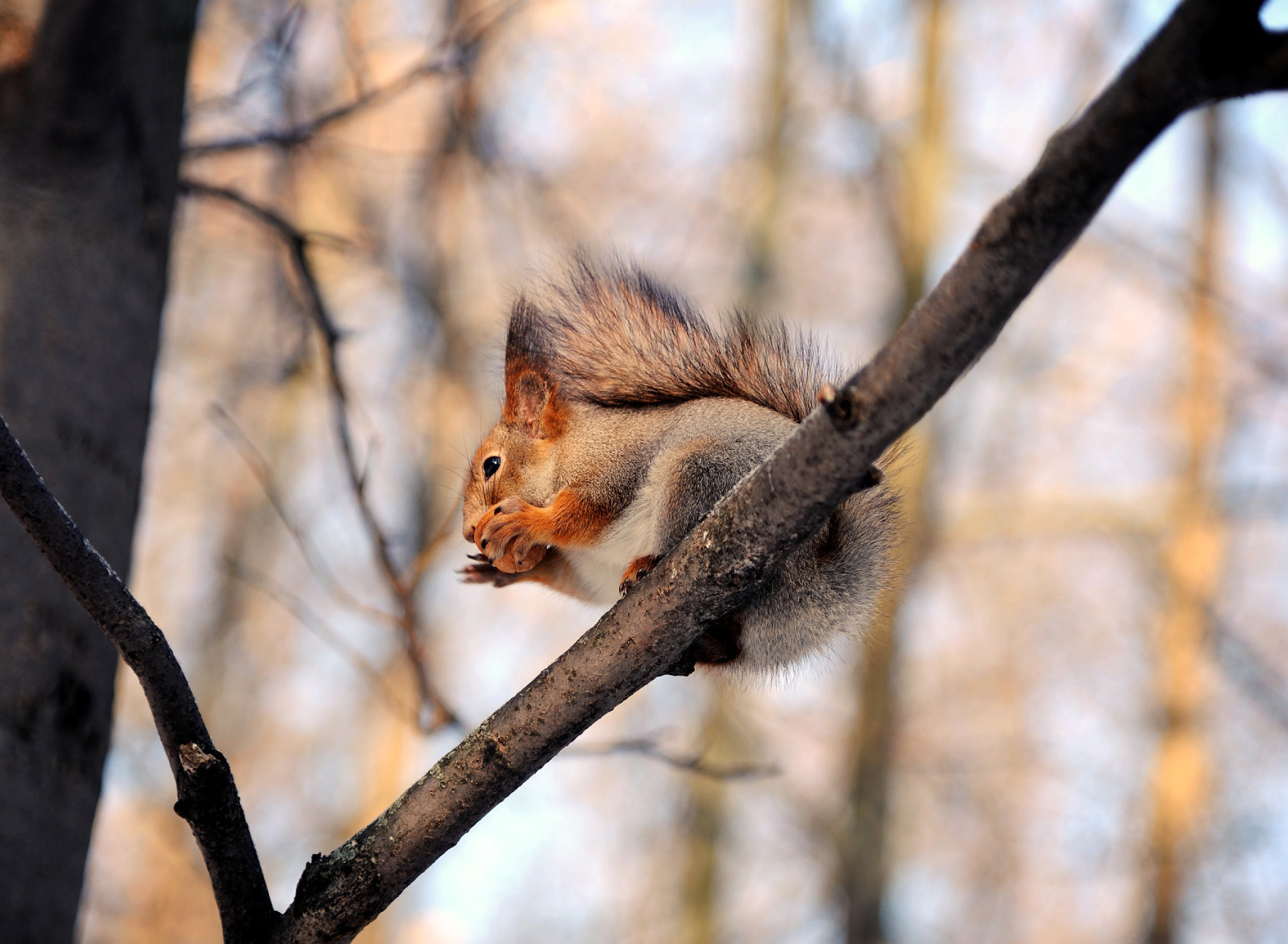 Squirrel with nut wallpaper 1920x1408