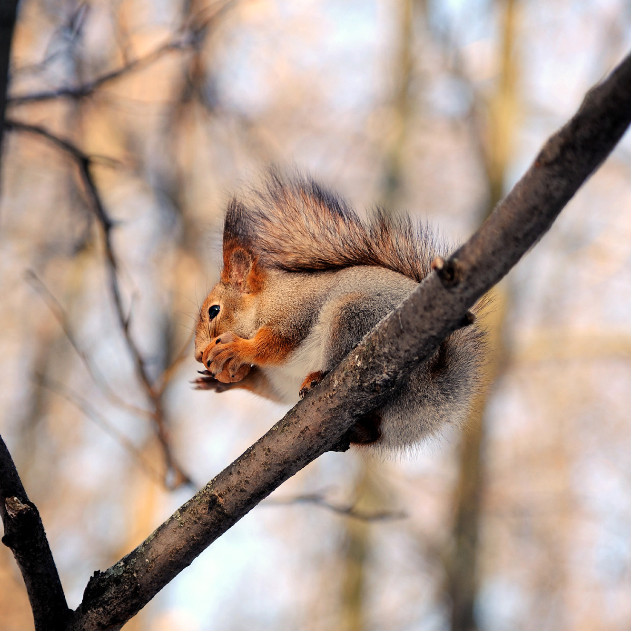 Обои Squirrel with nut 2048x2048
