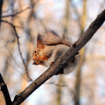 Обои Squirrel with nut 208x208