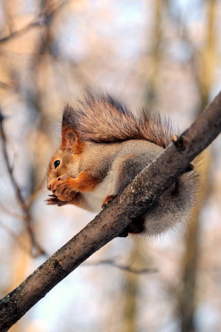 Screenshot №1 pro téma Squirrel with nut 320x480