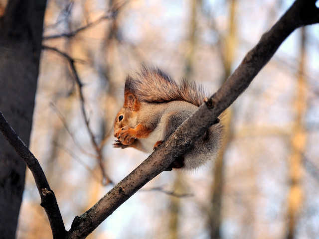 Обои Squirrel with nut 640x480