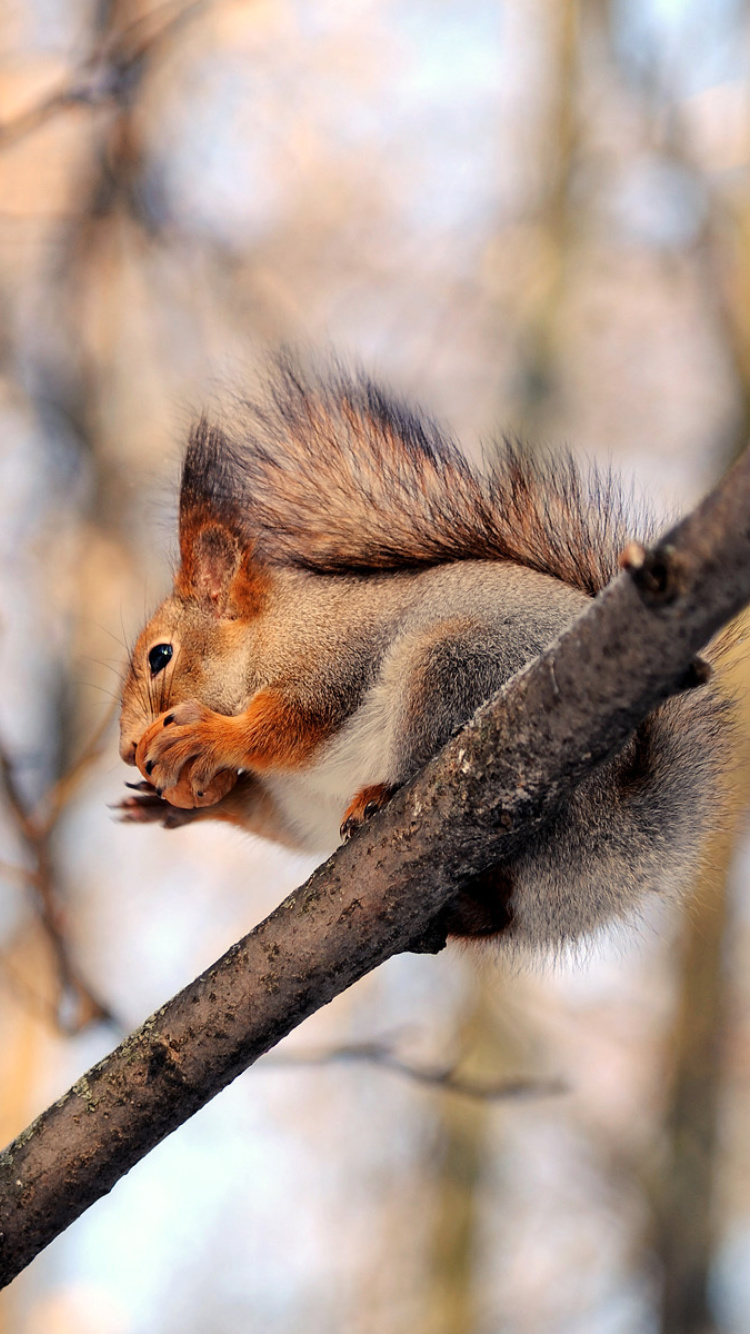 Обои Squirrel with nut 750x1334