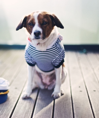 Dog In Uniform - Obrázkek zdarma pro Nokia Asha 306