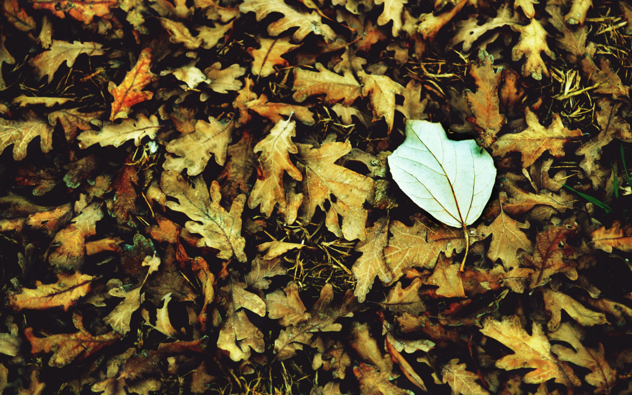 Обои Macro Autumn Leave 1280x800