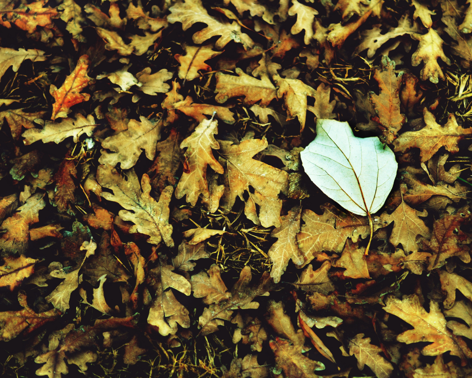 Macro Autumn Leave screenshot #1 1600x1280