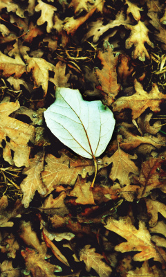 Das Macro Autumn Leave Wallpaper 240x400