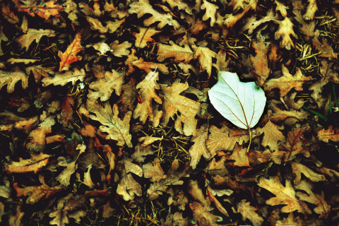Sfondi Macro Autumn Leave 480x320
