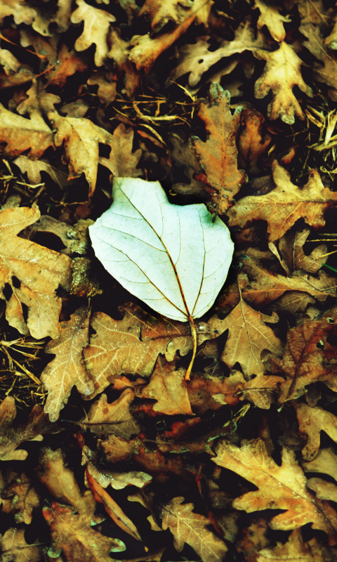 Das Macro Autumn Leave Wallpaper 480x800