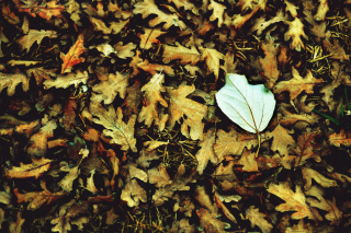 Free Macro Autumn Leave Picture for Android, iPhone and iPad