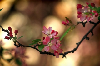 Blooming Branch - Obrázkek zdarma pro 176x144
