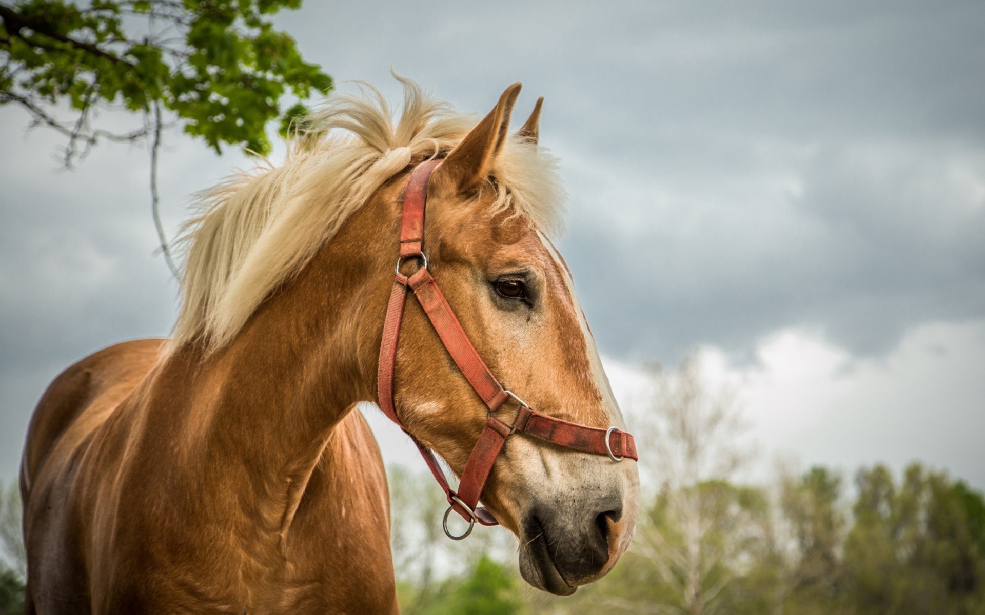 Screenshot №1 pro téma Horse 1920x1200