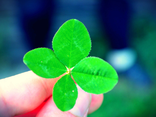 Das Four Leaf Clover Wallpaper 320x240