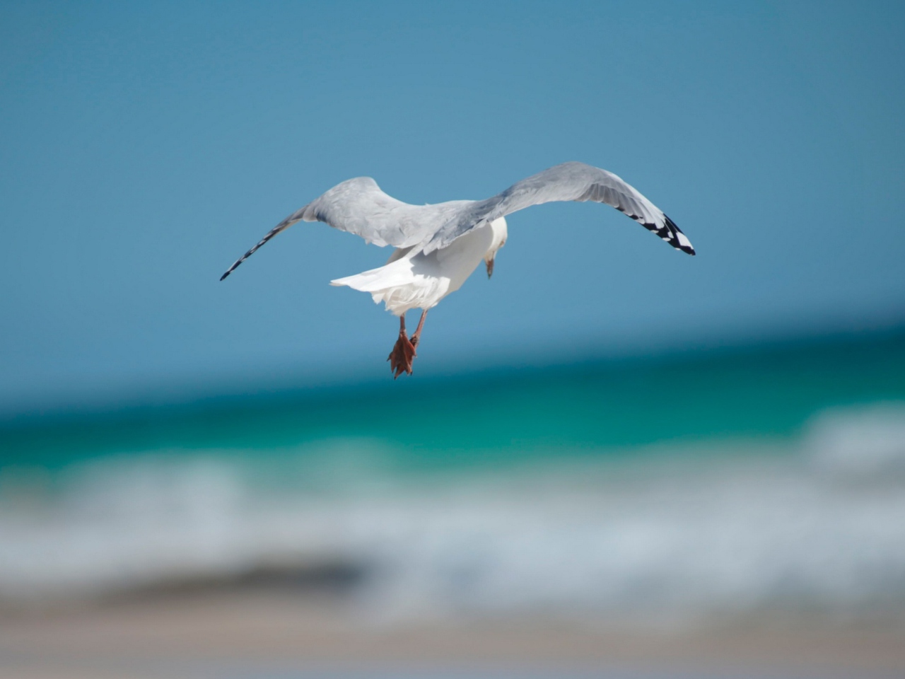 Fondo de pantalla Seagull Flying 1280x960