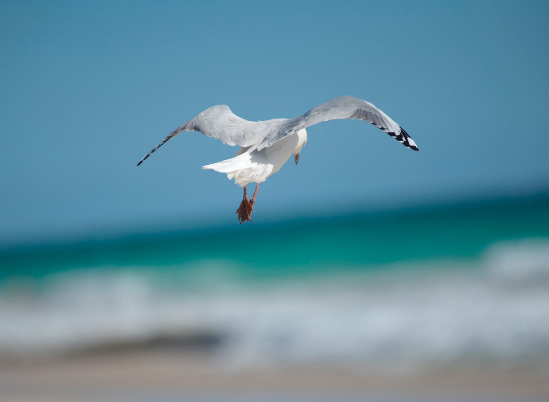 Das Seagull Flying Wallpaper 1920x1408