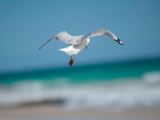 Seagull Flying screenshot #1 320x240