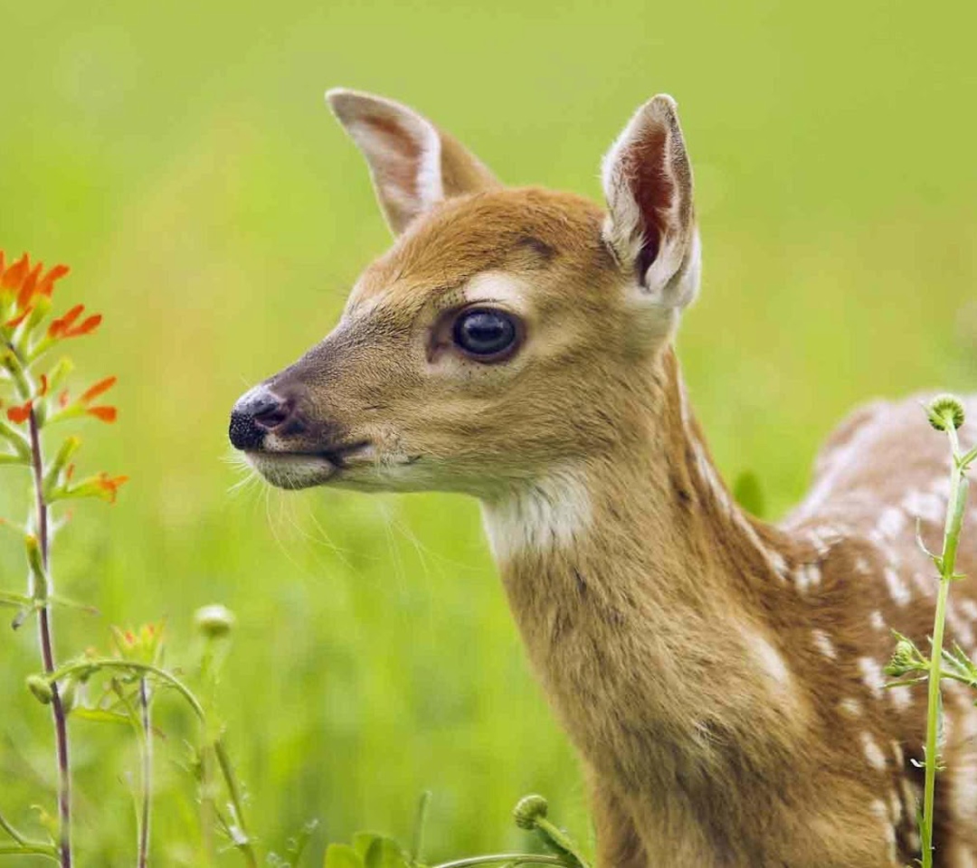 Young Deer wallpaper 1080x960