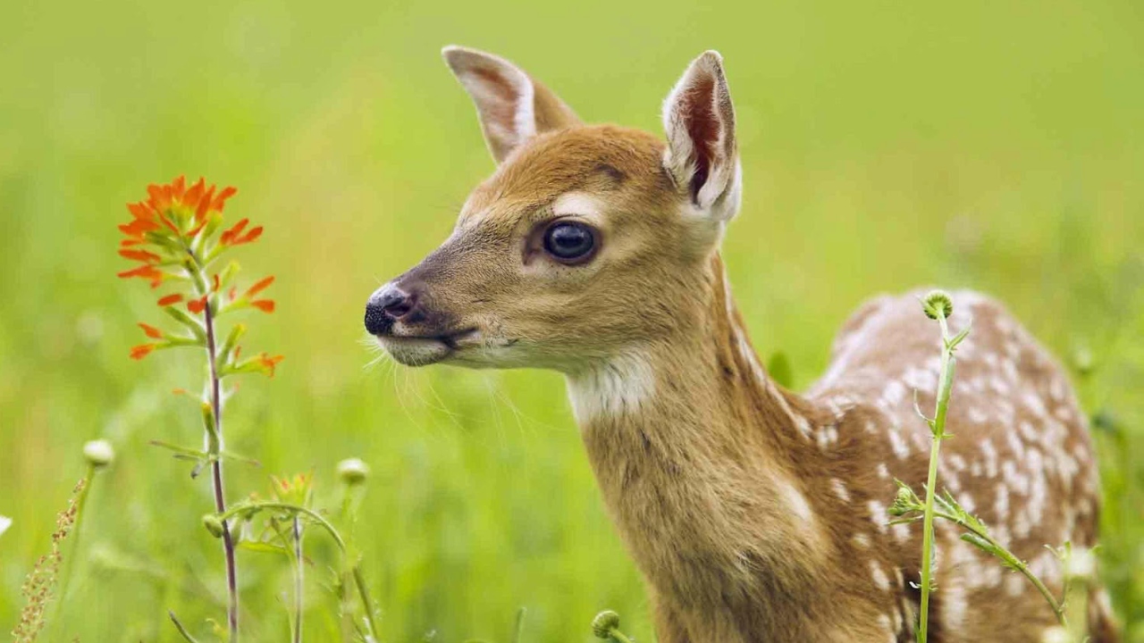 Young Deer wallpaper 1280x720