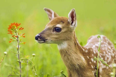 Young Deer wallpaper 480x320