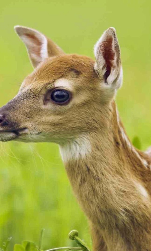 Fondo de pantalla Young Deer 480x800