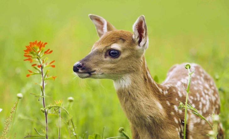 Young Deer wallpaper
