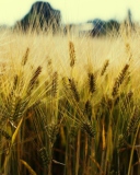 Screenshot №1 pro téma Golden Wheat 128x160