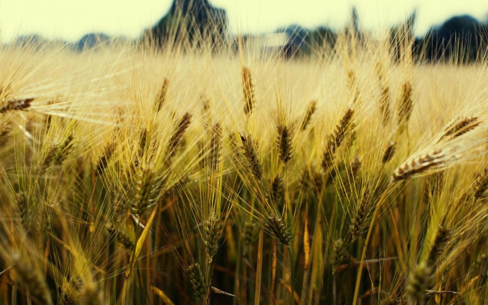 Fondo de pantalla Golden Wheat 1680x1050