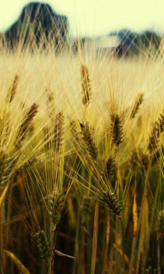 Screenshot №1 pro téma Golden Wheat 240x400