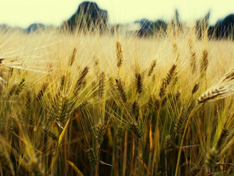 Screenshot №1 pro téma Golden Wheat 800x600