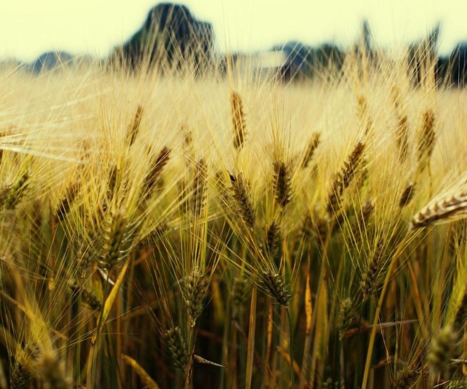 Screenshot №1 pro téma Golden Wheat 960x800