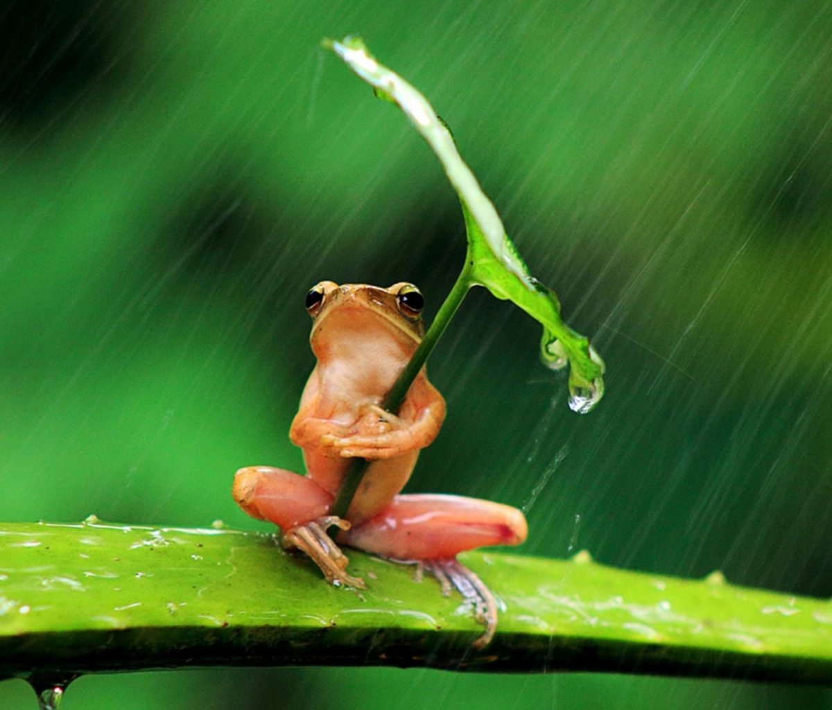 Screenshot №1 pro téma Funny Frog Hiding From Rain 1200x1024