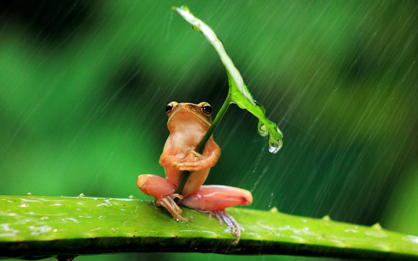 Screenshot №1 pro téma Funny Frog Hiding From Rain 1440x900