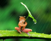 Screenshot №1 pro téma Funny Frog Hiding From Rain 176x144