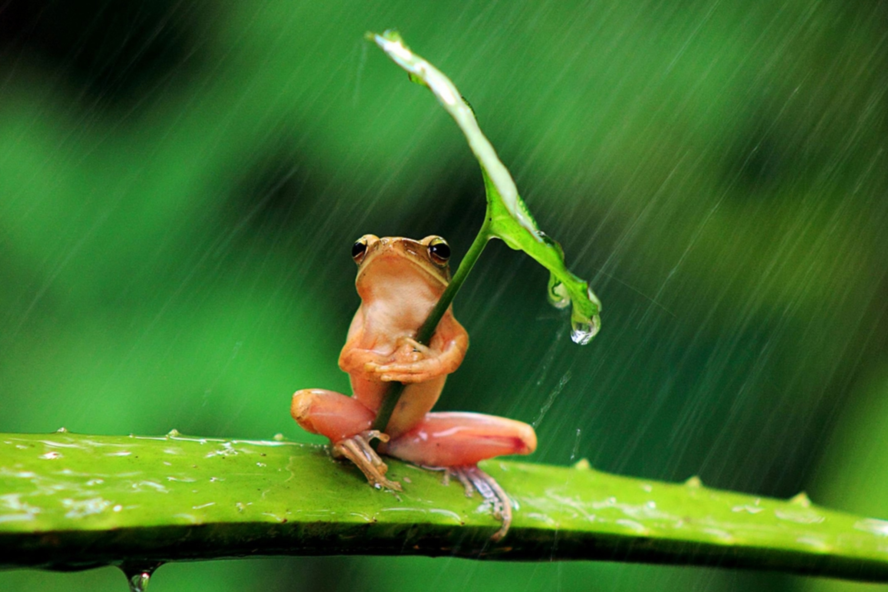 Screenshot №1 pro téma Funny Frog Hiding From Rain 2880x1920
