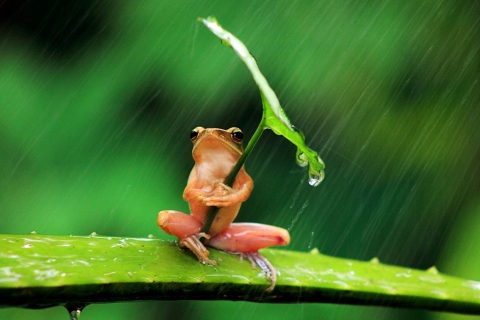 Обои Funny Frog Hiding From Rain 480x320