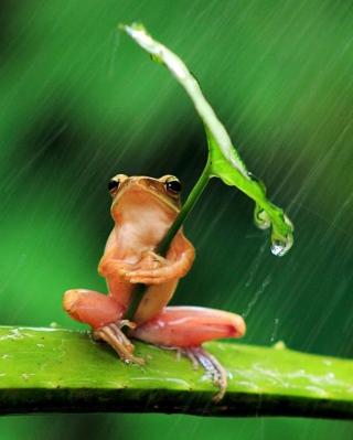 Funny Frog Hiding From Rain - Obrázkek zdarma pro iPhone 4